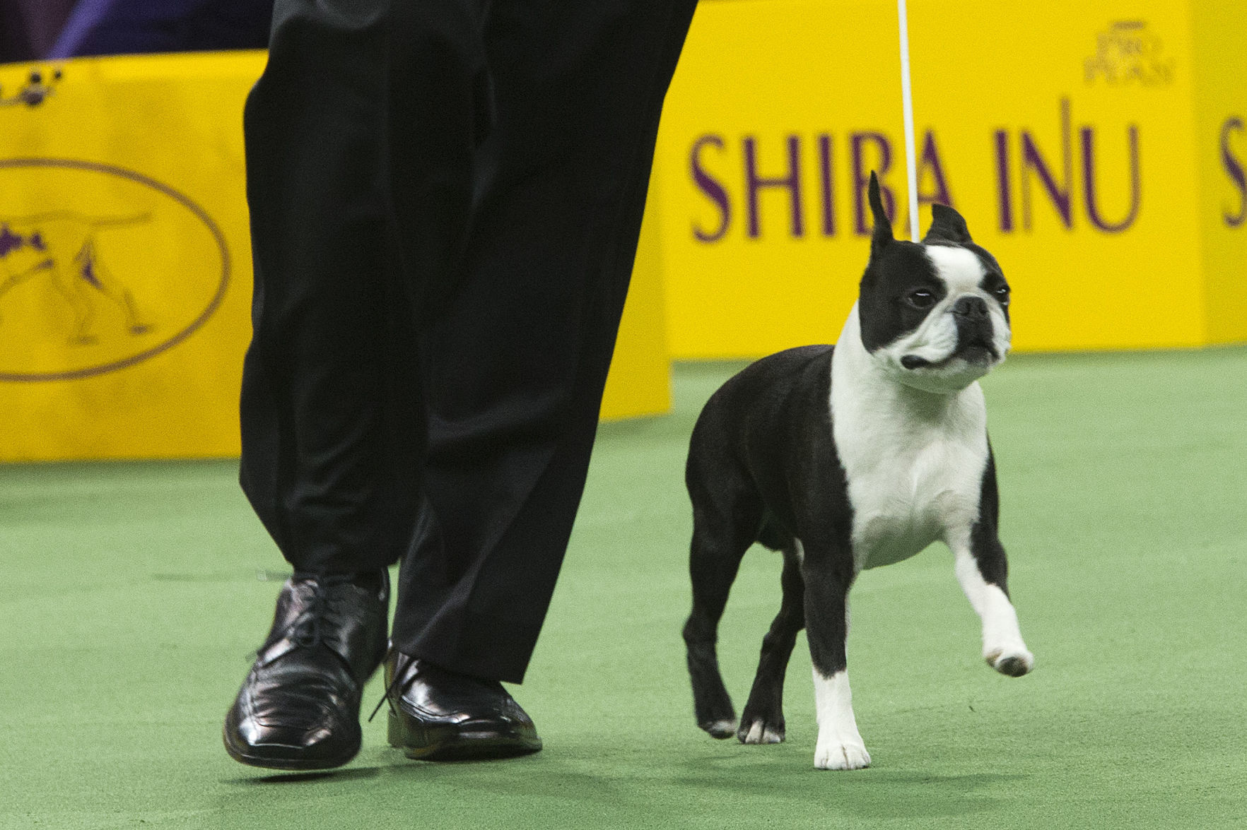 21. Boston Terriers